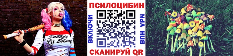 Купить закладки  Жиздра  Псилоцибиновые грибы Cubensis 